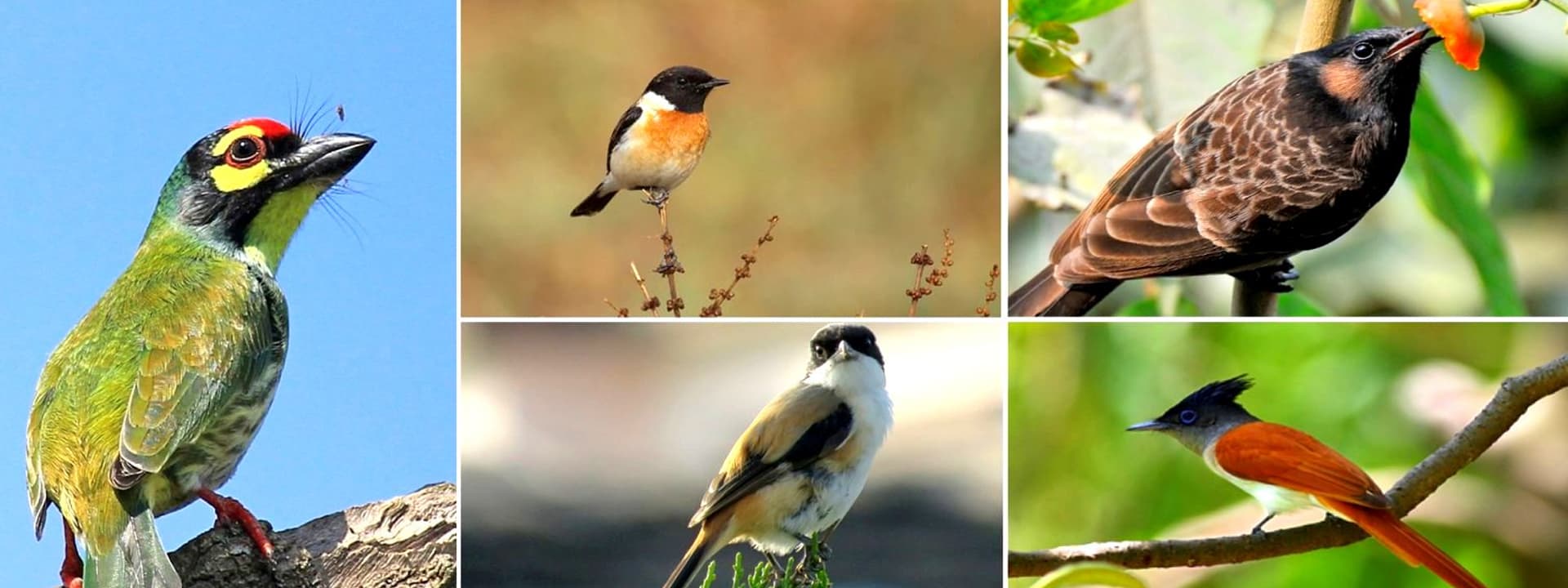 Exploring Nepal’s Rich Wildlife & Natural Beauty